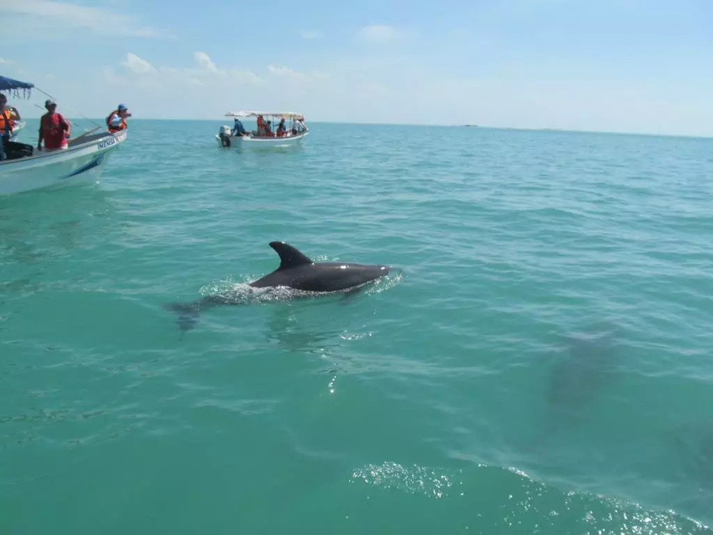 Dolphins in Isla Aguada Magical Town
