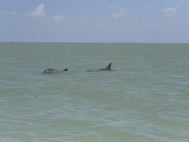 Dolphins in Isla Aguada Magical Town