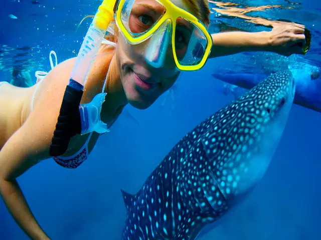 Swim with Whale Shark Isla Mujeres