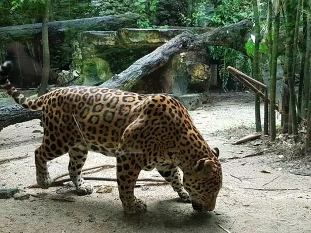 Aluxes Ecopark in Palenque Chiapas